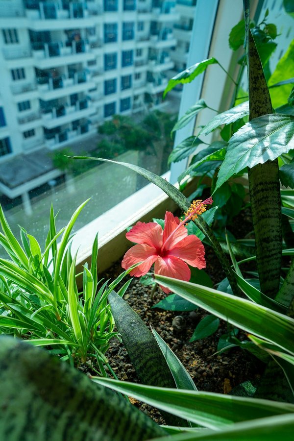 Jardinière pour balcon : astuces pour une oasis de verdure